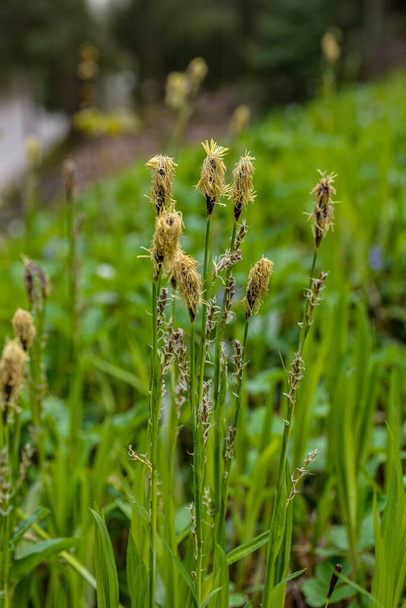 Carex acutiformis (Carex brevicollis) flores de primer plano enfoque selectivo. Carex o sedges verdaderos, caricología. - Foto, imagen