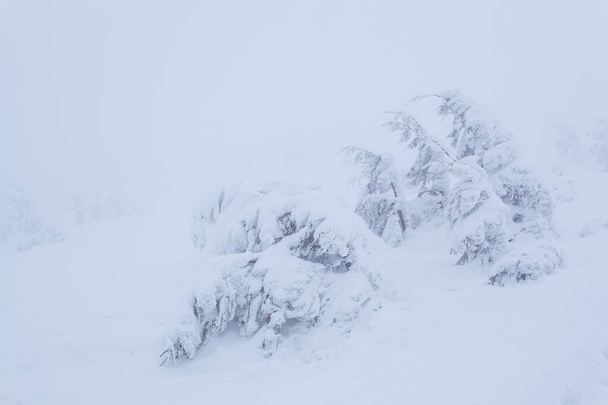 Замороженные заснеженные еловые леса после снегопада и серое небо в тумане в зимний день. Карпаты, Украина - Фото, изображение