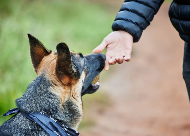 Si quieres un amigo, consigue un perro. Foto de un adorable pastor alemán siendo entrenado por su dueño en el parque. - Foto, imagen