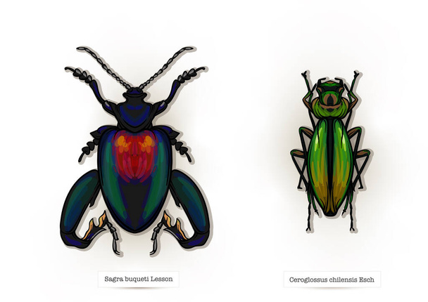 insects: beetles, butterflies, moths, dragonflies - Διάνυσμα, εικόνα
