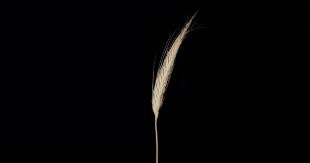 アルファチャンネル。農産物-小麦の耳 - 映像、動画