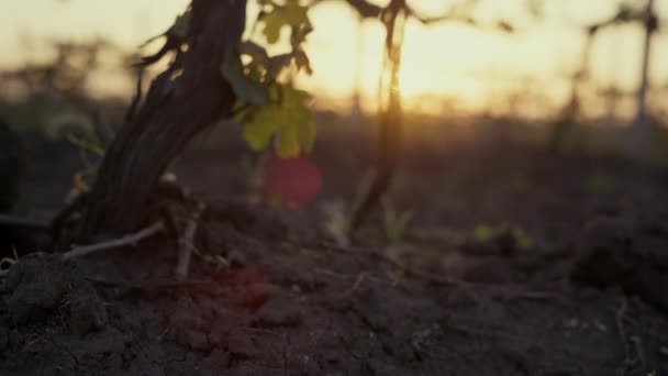 Dry grapevine growing soil at sunset close up. Large vine in plowed ground. - Filmagem, Vídeo