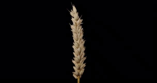Alpha channel. agricultural products - wheat ears - Filmati, video