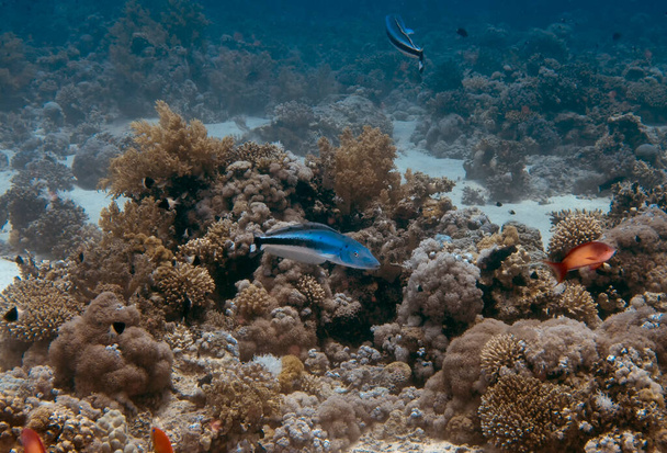 Un Blanquillo Azul (Malacanthus latovittatus) en el Mar Rojo, Egipto - Foto, imagen