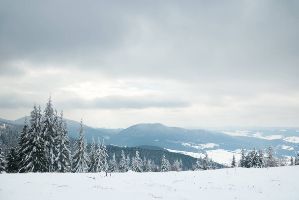 Καρπάθια βουνά, Ουκρανία. Όμορφο χειμερινό τοπίο. Ο δασικός τομέας καλύπτεται με χιόνι. - Φωτογραφία, εικόνα