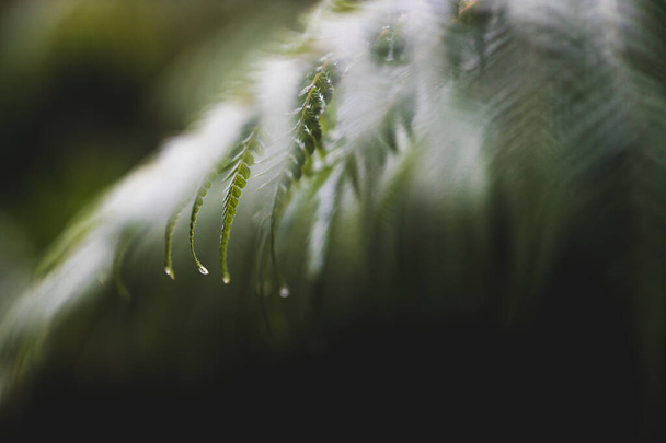 fern frond with rain drops on its leaves, close-up shot at extremely shallow depth of field - Foto, afbeelding