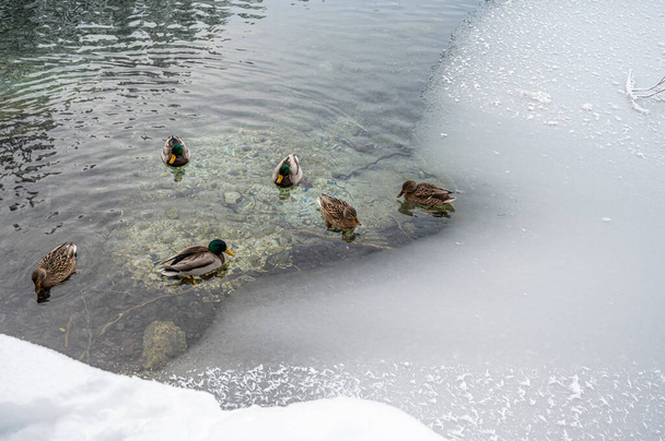 Утки плавают в озере - Фото, изображение