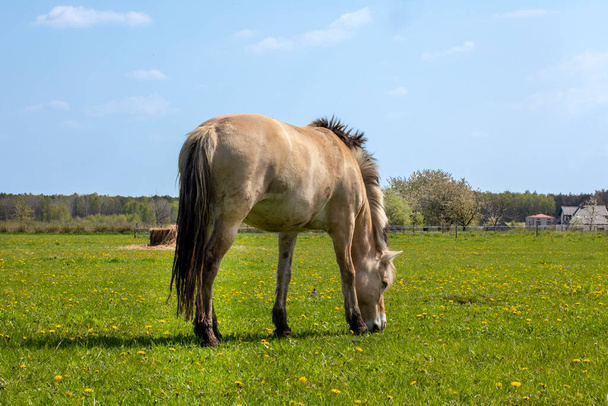 одинокая коричневая лошадь пасется в поле с одуванчиками в солнечный день - Фото, изображение