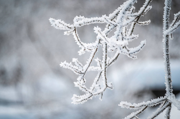 winter forest. snow covered branches. - Valokuva, kuva