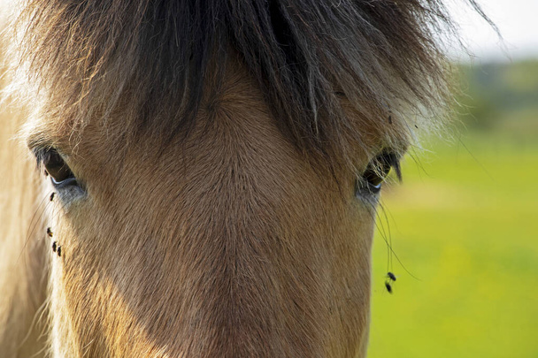 cerrar los ojos de un caballo marrón con insectos en un campo en un día soleado - Foto, imagen