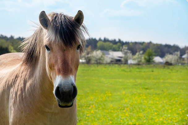 крупным планом морда коричневой лошади в поле в солнечный день - Фото, изображение