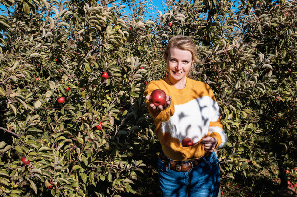 Blonde Woman Holding harvest of Red Apples in yellow sweater. Female with organic fruit in sunny apple orchard - Fotoğraf, Görsel