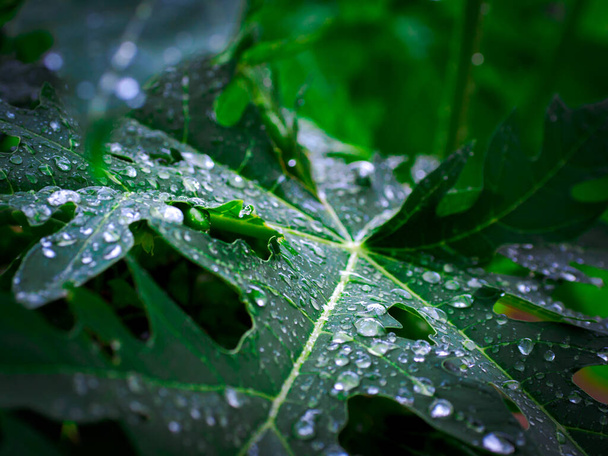 Папайя зеленые листья с каплями дождя торчащие on.Листья папайи изолированы на природном фоне. - Фото, изображение