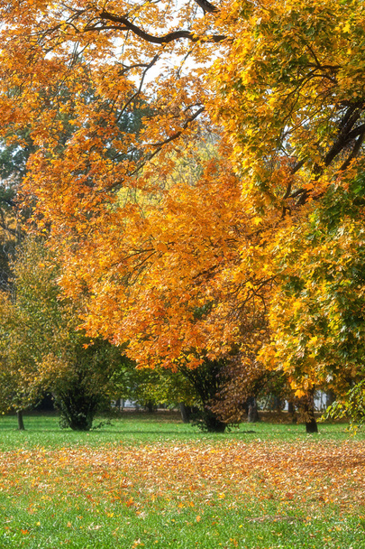 Autumn tree with yellow leaves in the park - Foto, imagen