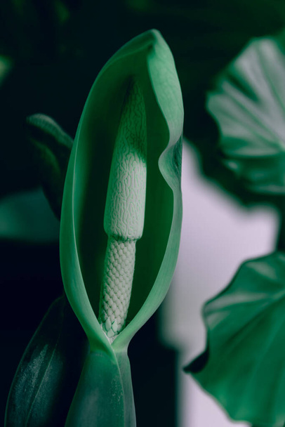 Close up shot of a alocasia flower pistil - Fotó, kép