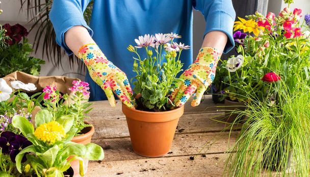 Decoración de primavera de un balcón o terraza con flores, mujer trasplantando una flor Osteospermum en una olla de barro, jardinería casera y pasatiempos, diseño biofílico - Foto, Imagen