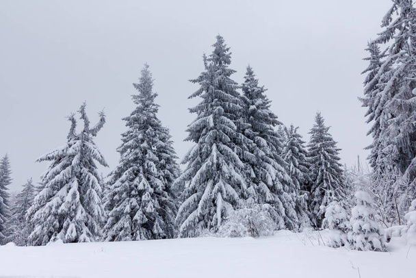 Winterlandschaft mit schneebedeckten Tannen - Foto, Bild