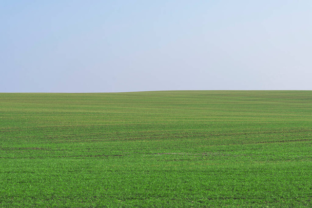 Green field with blue sky as a background.   - Фото, зображення