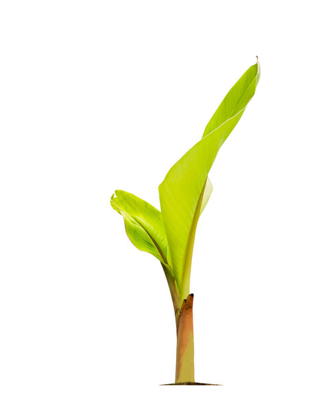 Πράσινο μικρό δέντρο μπανάνα απομονώσει σε ένα λευκό φόντο με απόκομμα μονοπάτι. Οικονομικές καλλιέργειες τροπικών χωρών κερδίζουν δημοτικότητα.                                - Φωτογραφία, εικόνα