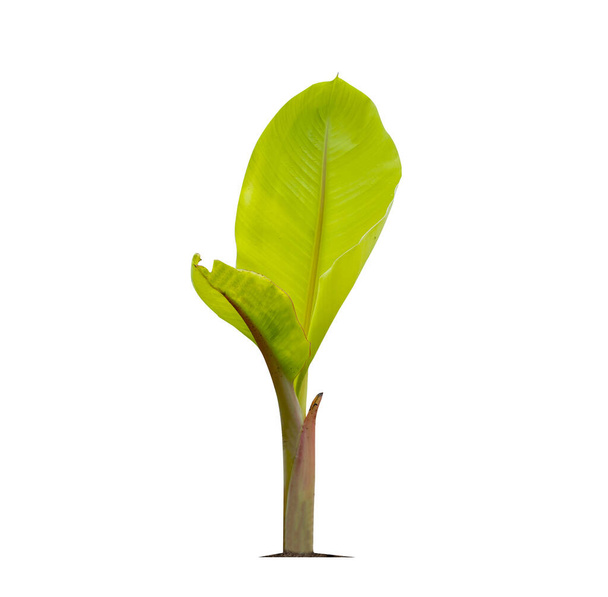Green little banana tree isolate on a white background with clipping path. Economic crops of tropical countries are gaining popularity.                                - Fotoğraf, Görsel
