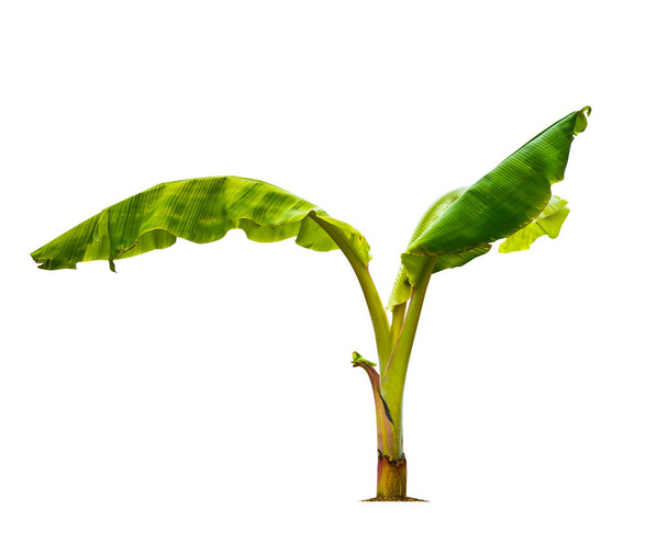 Green little banana tree isolate on a white background with clipping path. Economic crops of tropical countries are gaining popularity.                                - Φωτογραφία, εικόνα