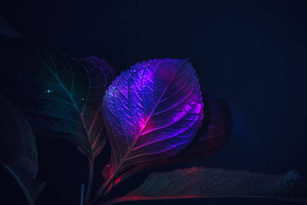 Beautiful faded old leaf in colorful light on a black. Minimalism retro style concept. Background pattern for design.  - 写真・画像