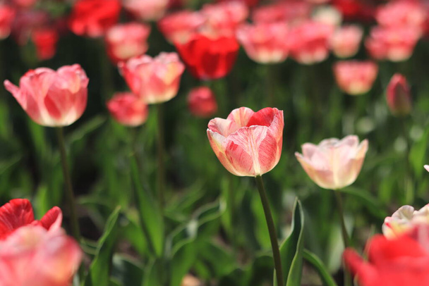 Field of blooming tulips, selective focus - Фото, зображення