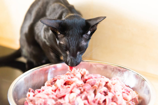 Μαύρη πεινασμένη ανατολίτικη γάτα τρώει κρέας από το μπολ - Φωτογραφία, εικόνα
