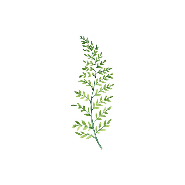Ramita verde aislada sobre fondo blanco. Acuarela botánica ilustración pintada a mano. Puede ser bien utilizado para el diseño y la decoración. - Foto, Imagen