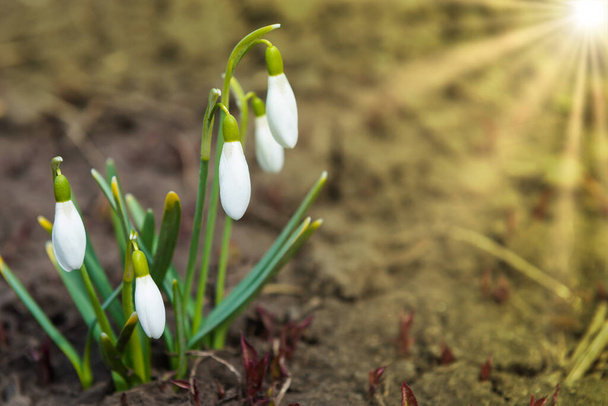 Sněhové kapky bílé jarní květiny, první květy na jarním slunci - Fotografie, Obrázek