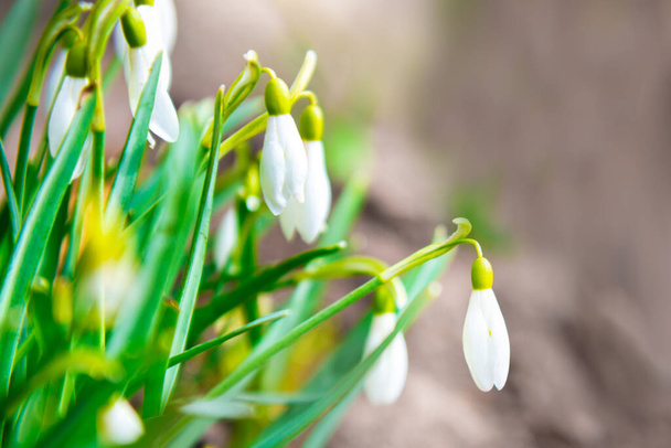 Snowdrops white spring flowers, first flowers at spring - Foto, Imagen