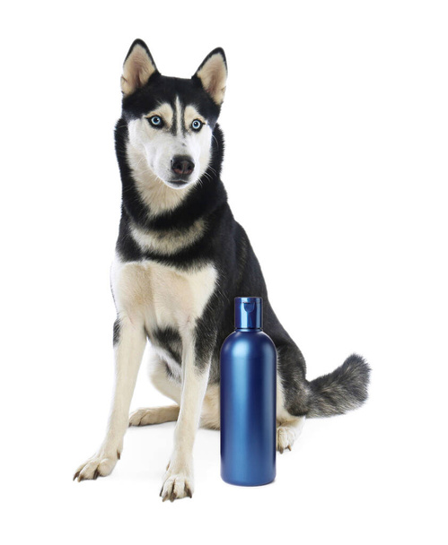 Cute Siberian Husky dog and bottle of pet shampoo on white background - Photo, Image