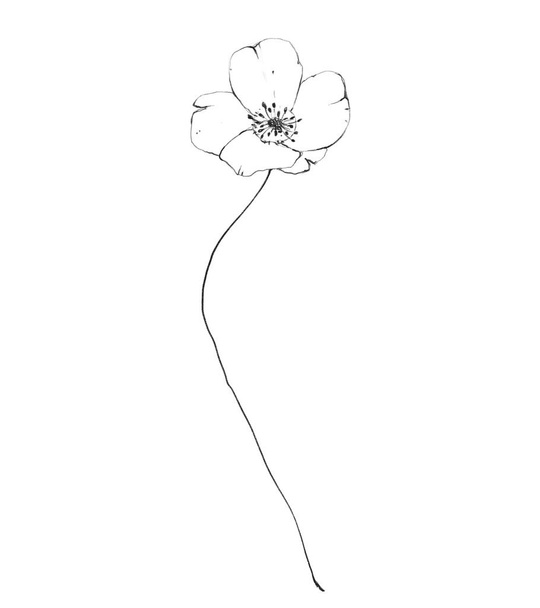 Botanic outline wildflower. Hand drawn floral abstract pencil sketch field flower isolated on white background line art illustration - Foto, afbeelding