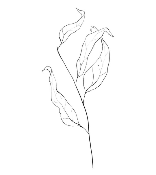 Botanic outline floral branch, leaves. Hand drawn floral abstract pencil sketch plant isolated on white background line art illustration - 写真・画像