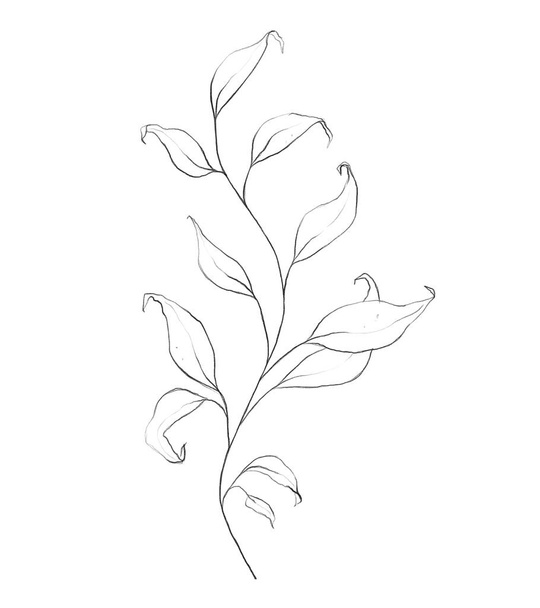 Botanic outline floral branch, leaves. Hand drawn floral abstract pencil sketch plant isolated on white background line art illustration - Fotografie, Obrázek