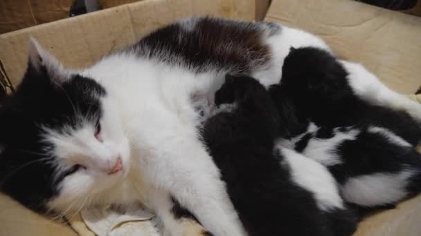 Yeni doğmuş kedi yavrularını emziriyorlar. Yeni doğmuş bir kedi yavrusu kedi göğsünü emiyor. Yavru kedi, kapat. Yeni doğmuş kedi yavruları beyaz arka planda anne sütü içerler.. - Video, Çekim