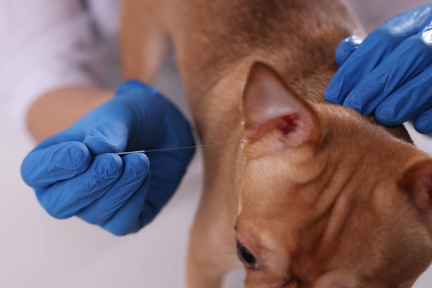 Veterinary holding acupuncture needle near dog's head indoors, closeup. Animal treatment - Foto, afbeelding