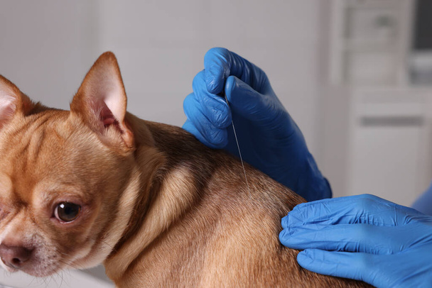 Veterinary holding acupuncture needle near dog's neck in clinic, closeup. Animal treatment - Fotografie, Obrázek