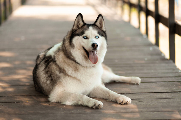 Thoroughbred husky lies. Shelter for dogs, animal care. - Photo, Image