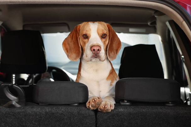 Cute Beagle dog in car. Adorable pet - Foto, immagini