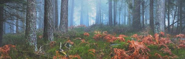 Estrada de terra (caminho) através de floresta perene misteriosa em um nevoeiro. Pinheiros poderosos, musgo, plantas sob uma luz azul. França, Europa. Paisagem de outono atmosférica escura. Estações, natureza. Fantasia, magia - Foto, Imagem