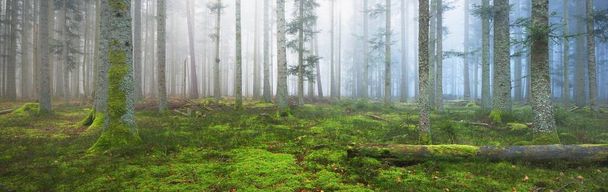Таинственный вечнозеленый лес в тумане. Могучие сосны, мох, папоротник, растения. Франция, Европа. Темный осенний пейзаж. Панорамный пейзаж. Экотуризм, экология, времена года, природа. Фантазия, магия - Фото, изображение