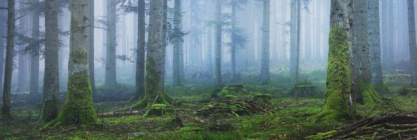 Mysterieus altijd groen bos in een mist. Machtige pijnbomen, mos, varens, planten. Frankrijk, Europa. Donker atmosferisch herfstlandschap. Panoramisch landschap. Ecotoerisme, ecologie, seizoenen, natuur. Fantasie, magie - Foto, afbeelding