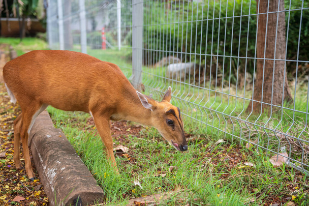 Cute red deer licking to eat grass at Nakhon Ratchasima or Korat zoo, Thailand. - Photo, image