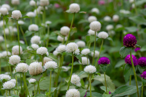 Close up of white and purple Gomphrena globosa flower in shallow focus, commonly known as globe amaranth - Foto, Bild