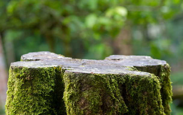 Kerek fa vágott forma zöld moha termék kijelző természetes homályos háttér - Fotó, kép