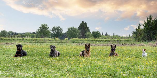 собаки і вправи на слух у тренуванні в полі
 - Фото, зображення