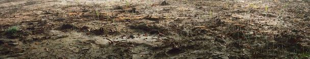 Soil texture, dry plants and grass, tractor tracks, puddles. Panoramic image. Nature, Earth, environmental conservation, ecology, ecological problem, climate change, global warming concepts - Foto, Imagem