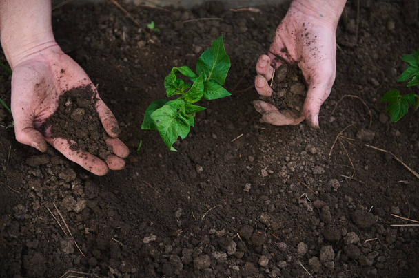 Close-up of a gardener's hand covering planted tomato seedlings with black soil. Planting tomato sprout in vegetables garden. Horticulture, agricultural hobby, organic gardening and growth concept - Photo, Image
