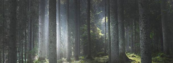 Majestic evergreen forest at sunrise. Mighty pine trees, moss, green plants. Morning fog, pure sunlight, sunbeams. Dark atmospheric landscape. Nature, seasons, summer. Fairytale, fantasy concepts - Photo, Image